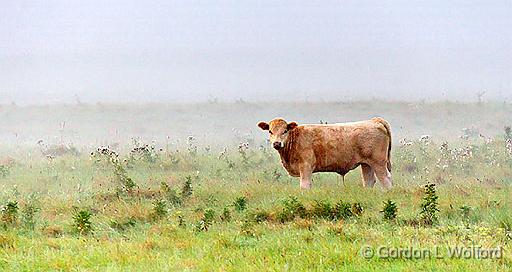 Out Standing In Its Field_45892.jpg - Photographed near Kilmarnock, Ontario, Canada.
